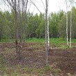Коттеджный поселок Изумрудный 2: . Дмитровское ш., 56 км от МКАД