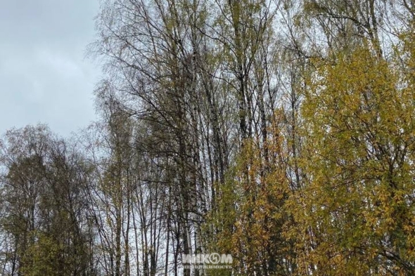 Коттеджный поселок Скандик Форест: Участки, Дома. Симферопольское ш., 55 км от МКАД